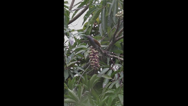 Brown-backed Solitaire - ML550863671