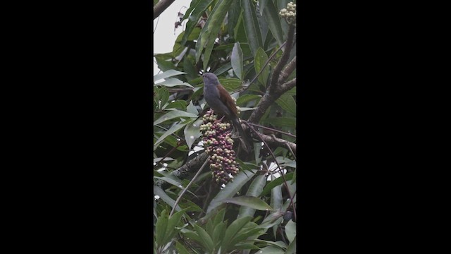 Brown-backed Solitaire - ML550863691