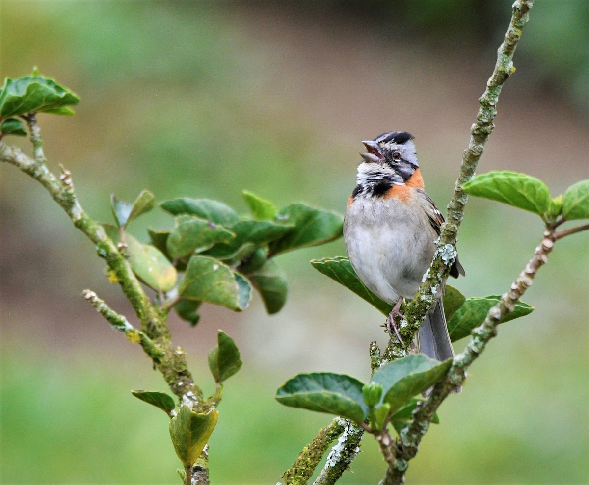 Rufous-collared Sparrow - ML550864701