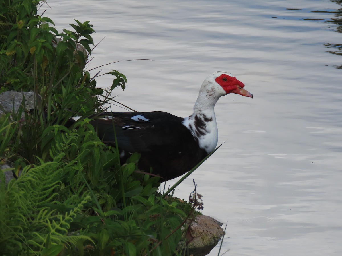 Muscovy Duck (Domestic type) - ML550864871