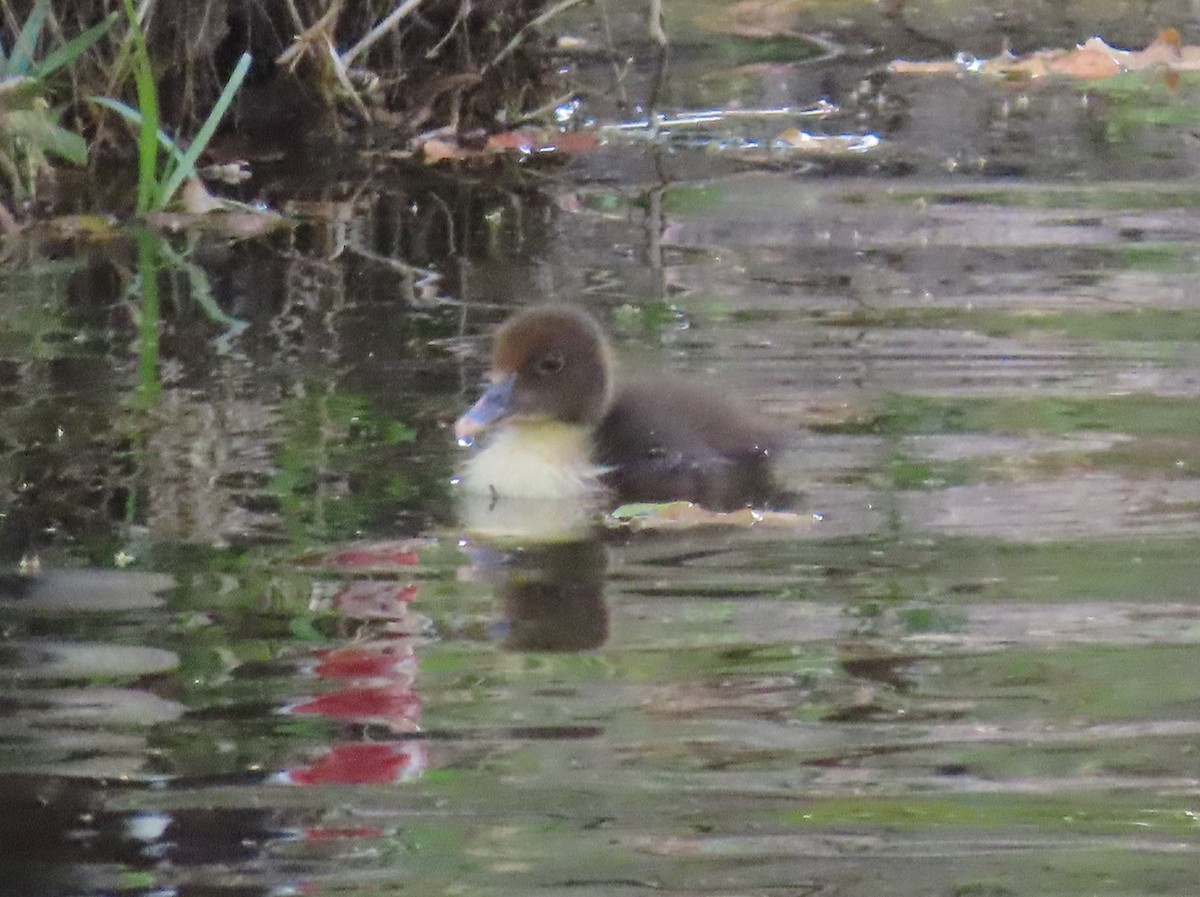 Muscovy Duck (Domestic type) - ML550864881