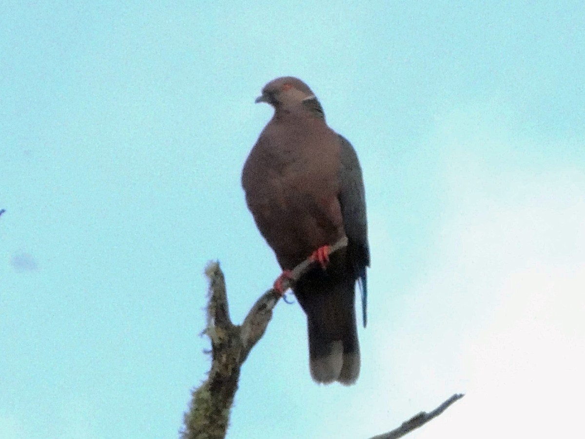 Chilean Pigeon - Simón Pla García