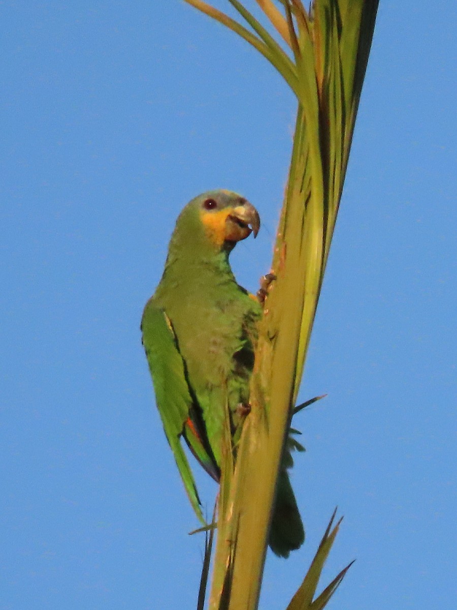 Orange-winged Parrot - ML550865291