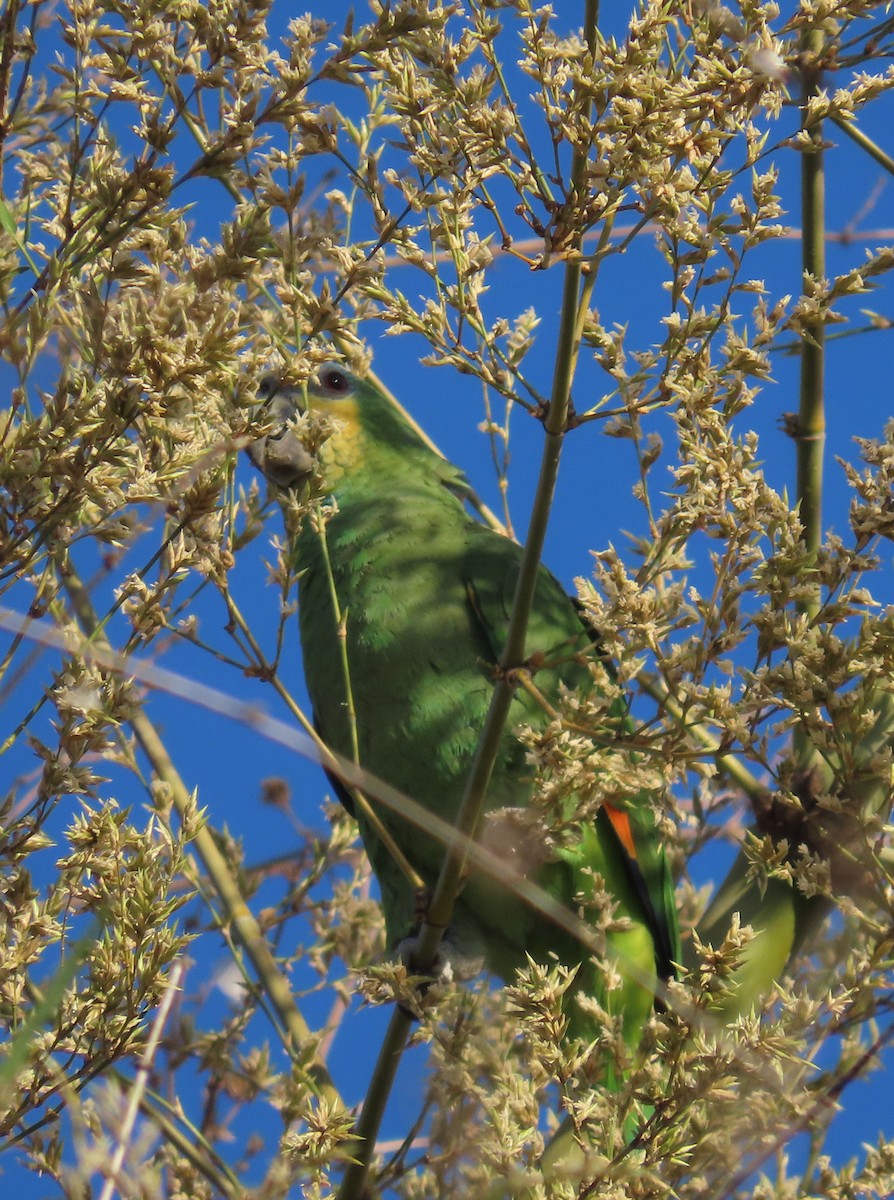 Orange-winged Parrot - ML550865321