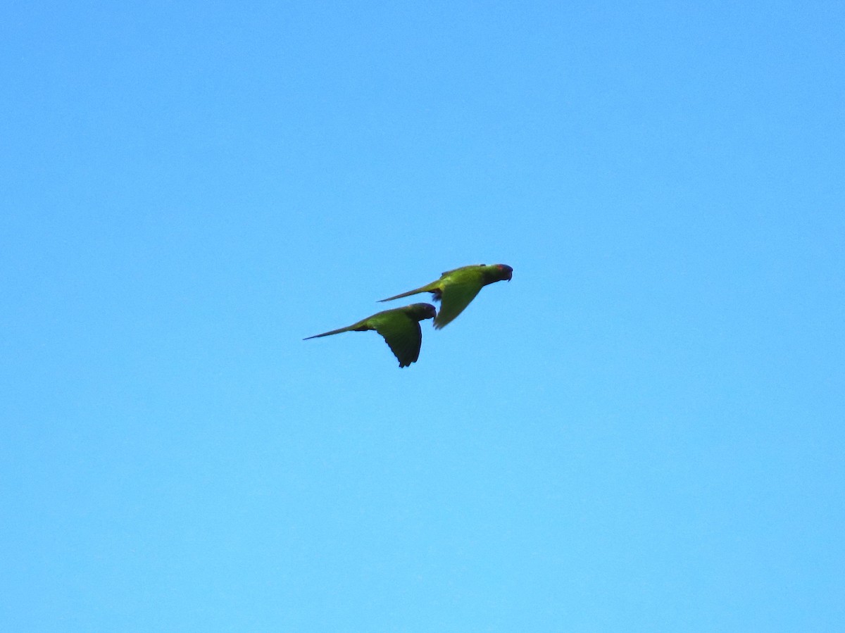 Conure à tête bleue - ML550865511