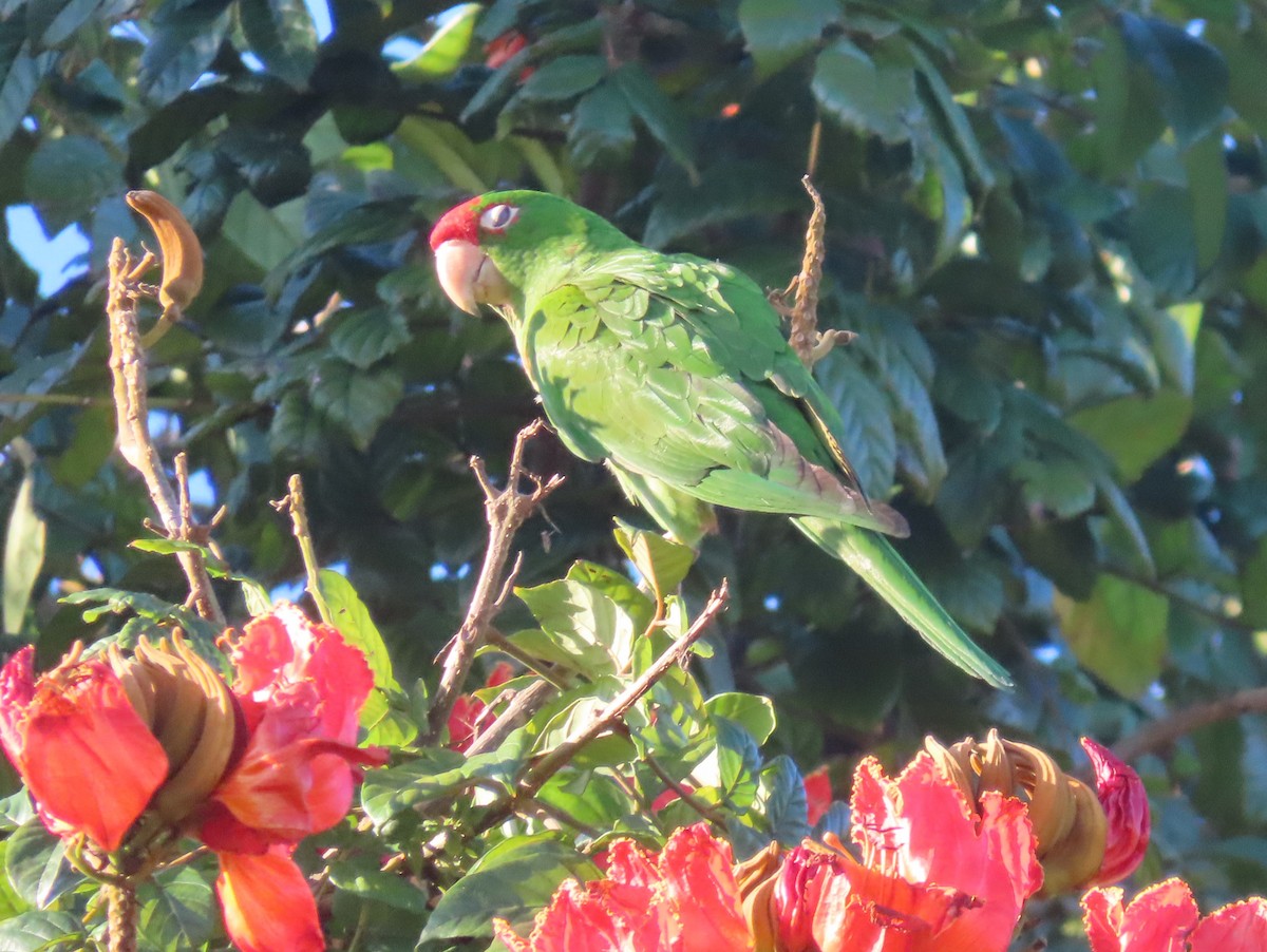 Mitred Parakeet - ML550865661