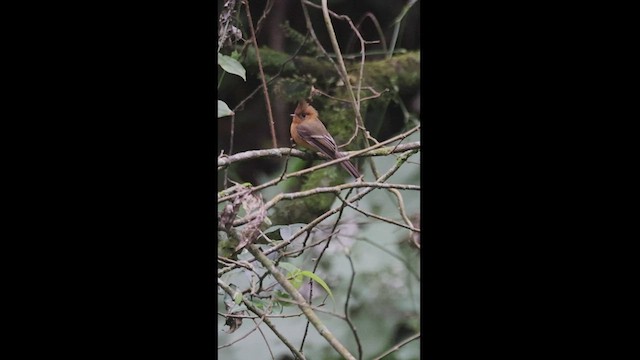 Tufted Flycatcher - ML550865671