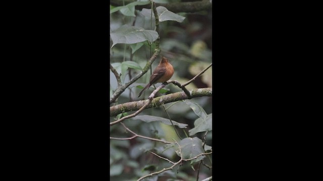 Tufted Flycatcher - ML550865681