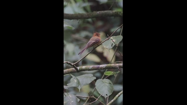 Tufted Flycatcher - ML550865691