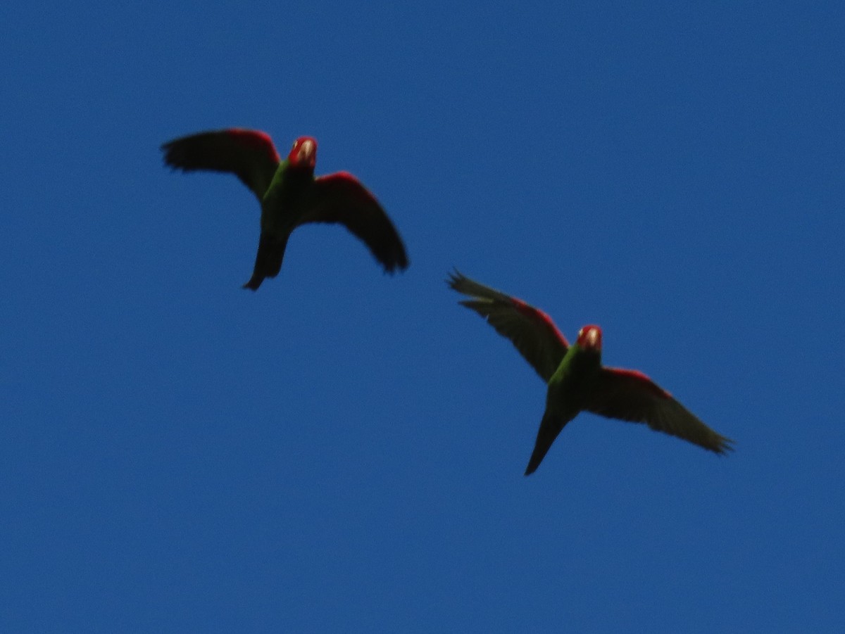 Red-masked Parakeet - ML550865781