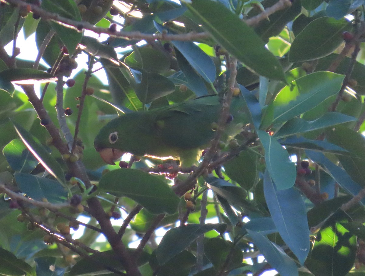 White-eyed Parakeet - ML550865921