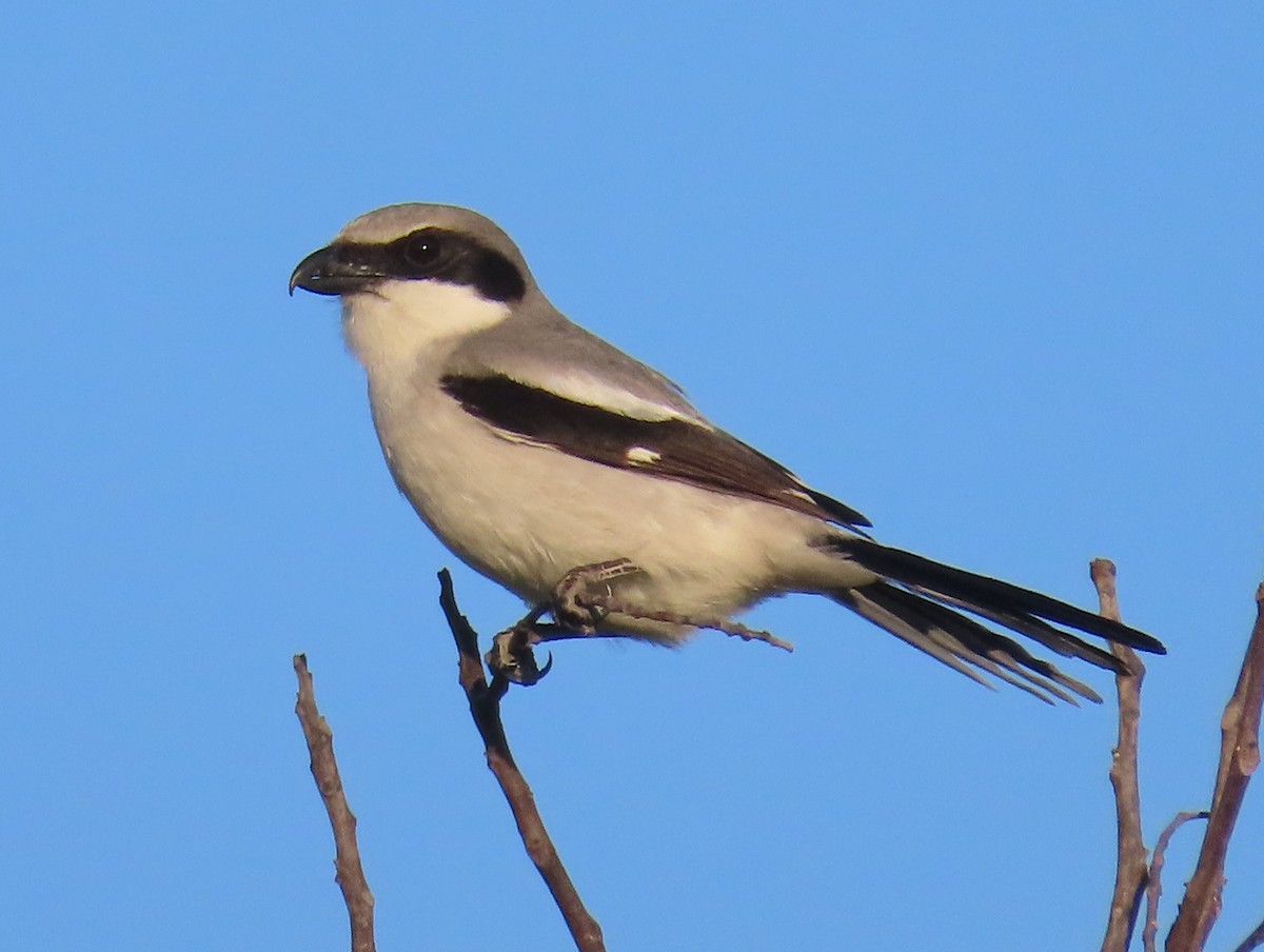 Loggerhead Shrike - ML550866321