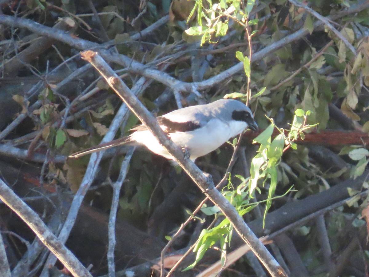 Loggerhead Shrike - ML550866491