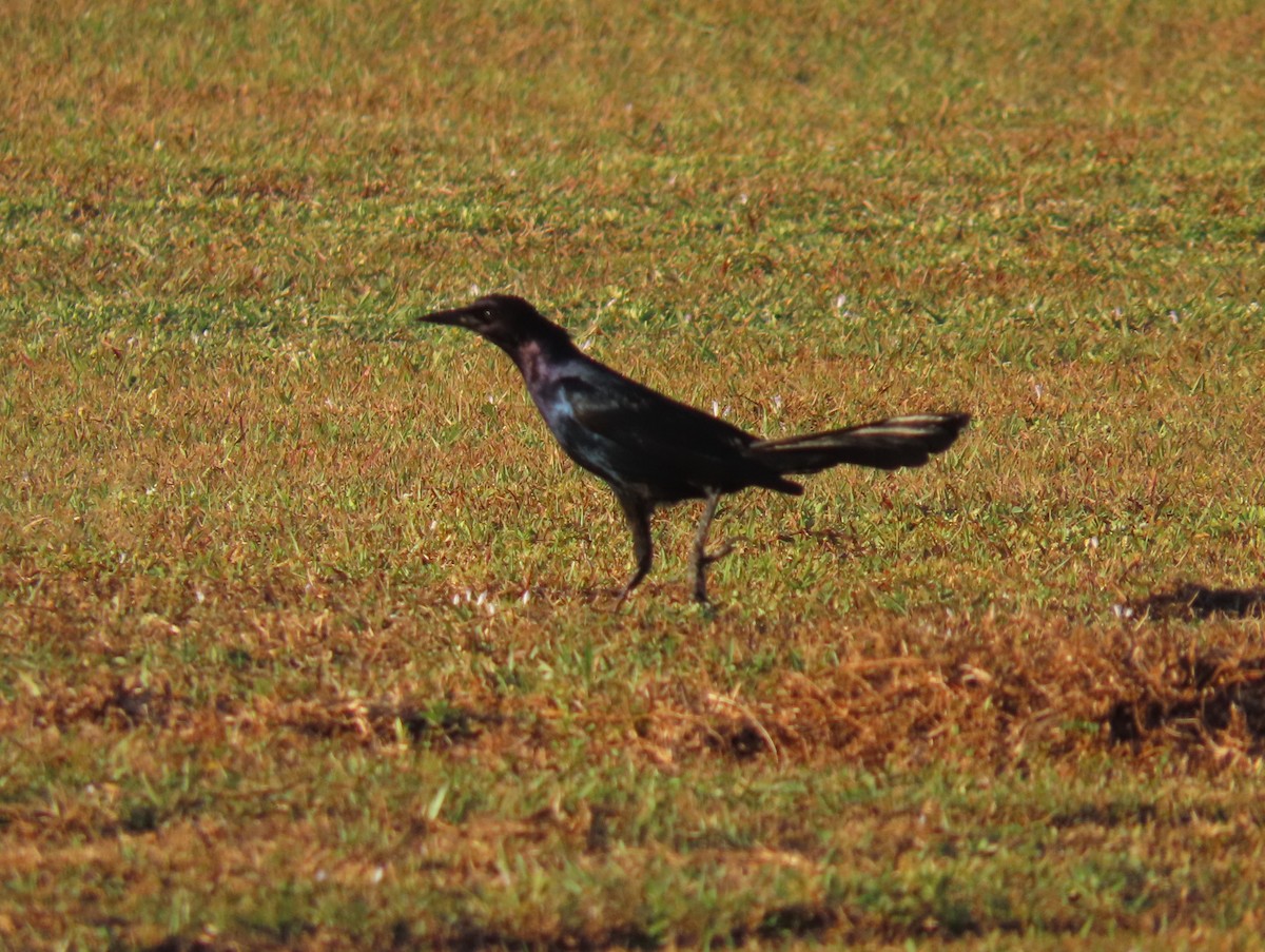 Boat-tailed Grackle - ML550866711