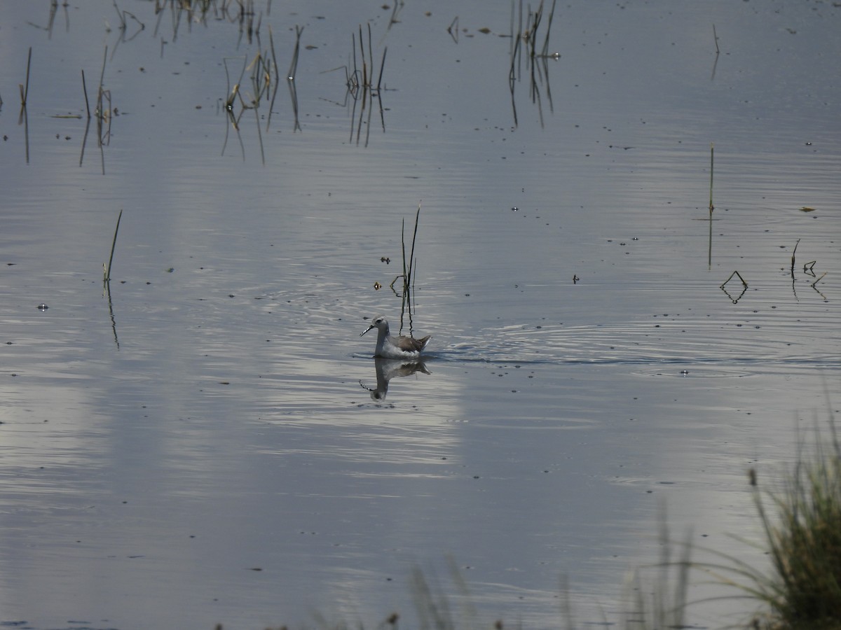 Wilson's Phalarope - ML550867171