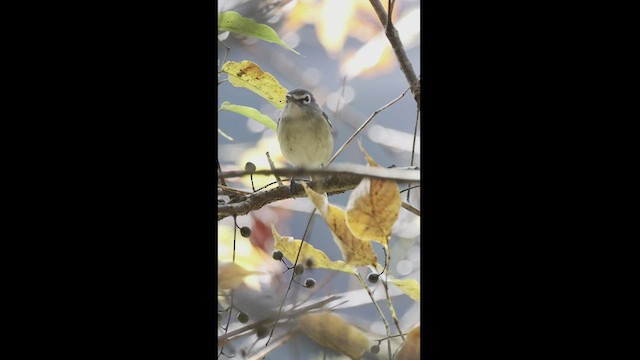 Vireo Plomizo (notius/montanus) - ML550867741