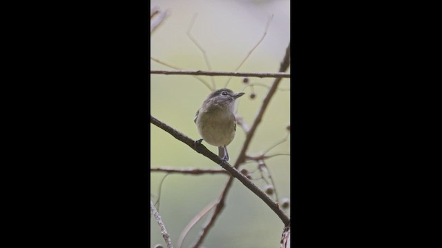 Vireo Plomizo (notius/montanus) - ML550867751