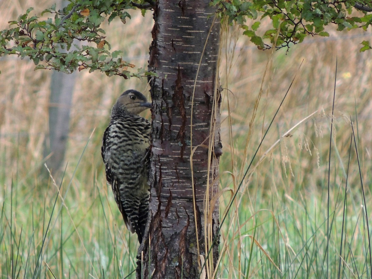 Chilean Flicker - ML550868221