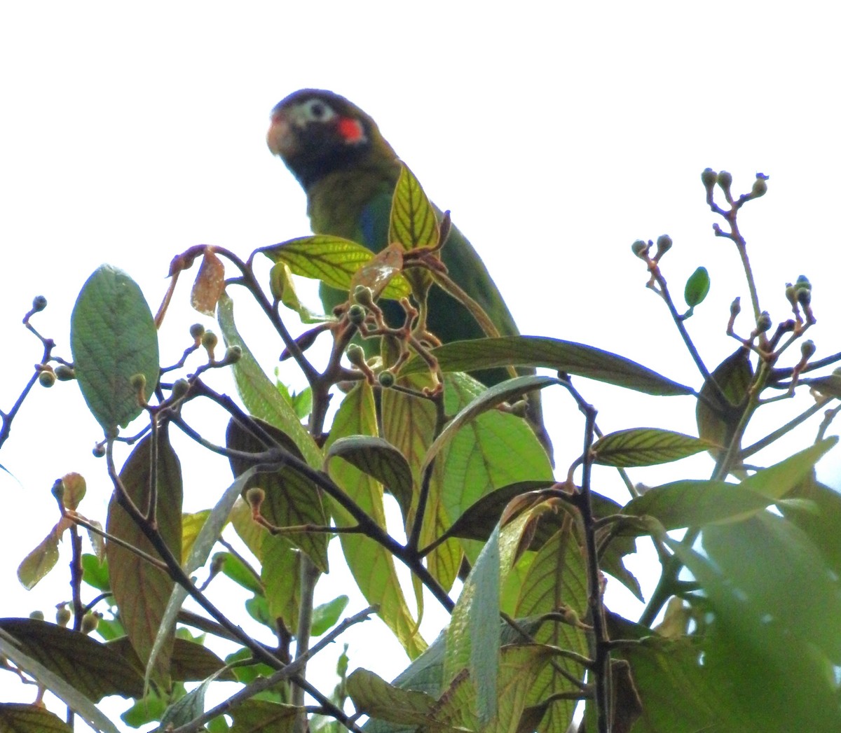 Brown-hooded Parrot - ML550868911