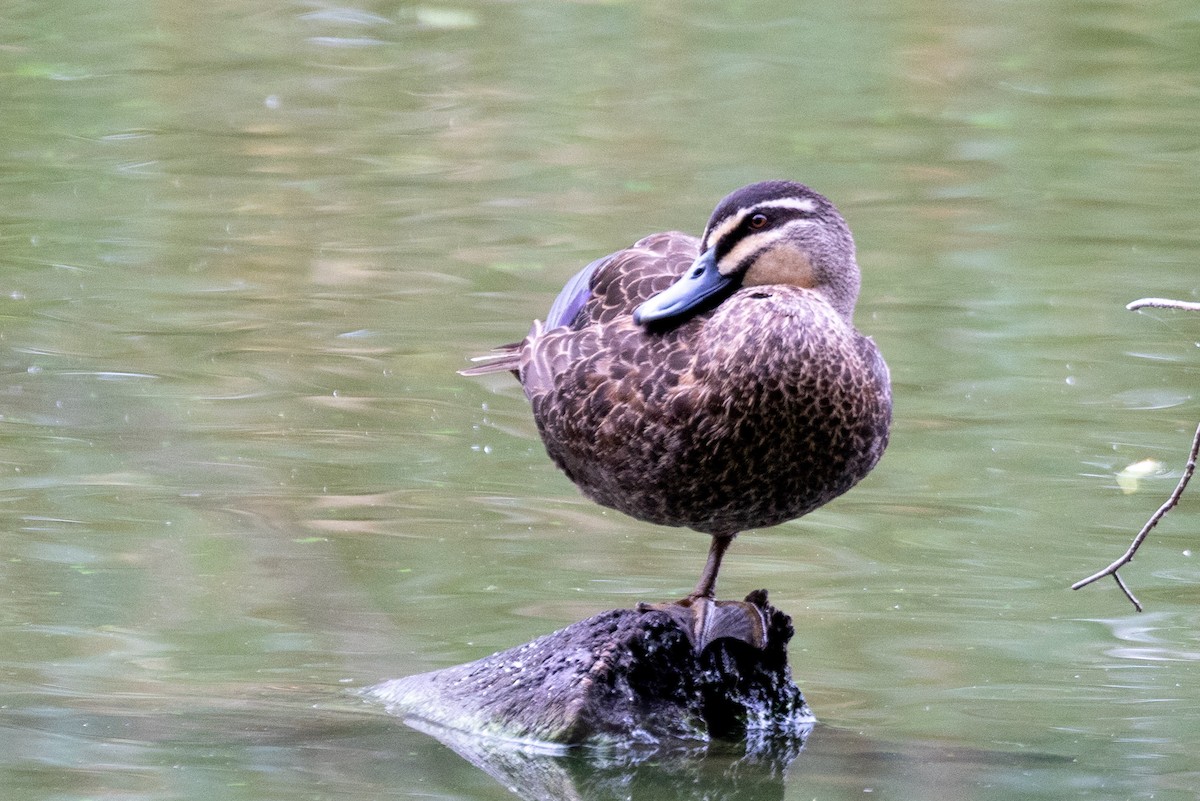 Pacific Black Duck - ML550869221