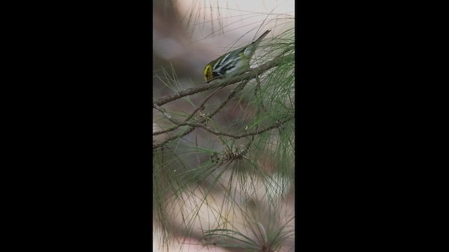 Black-throated Green Warbler - ML550869691