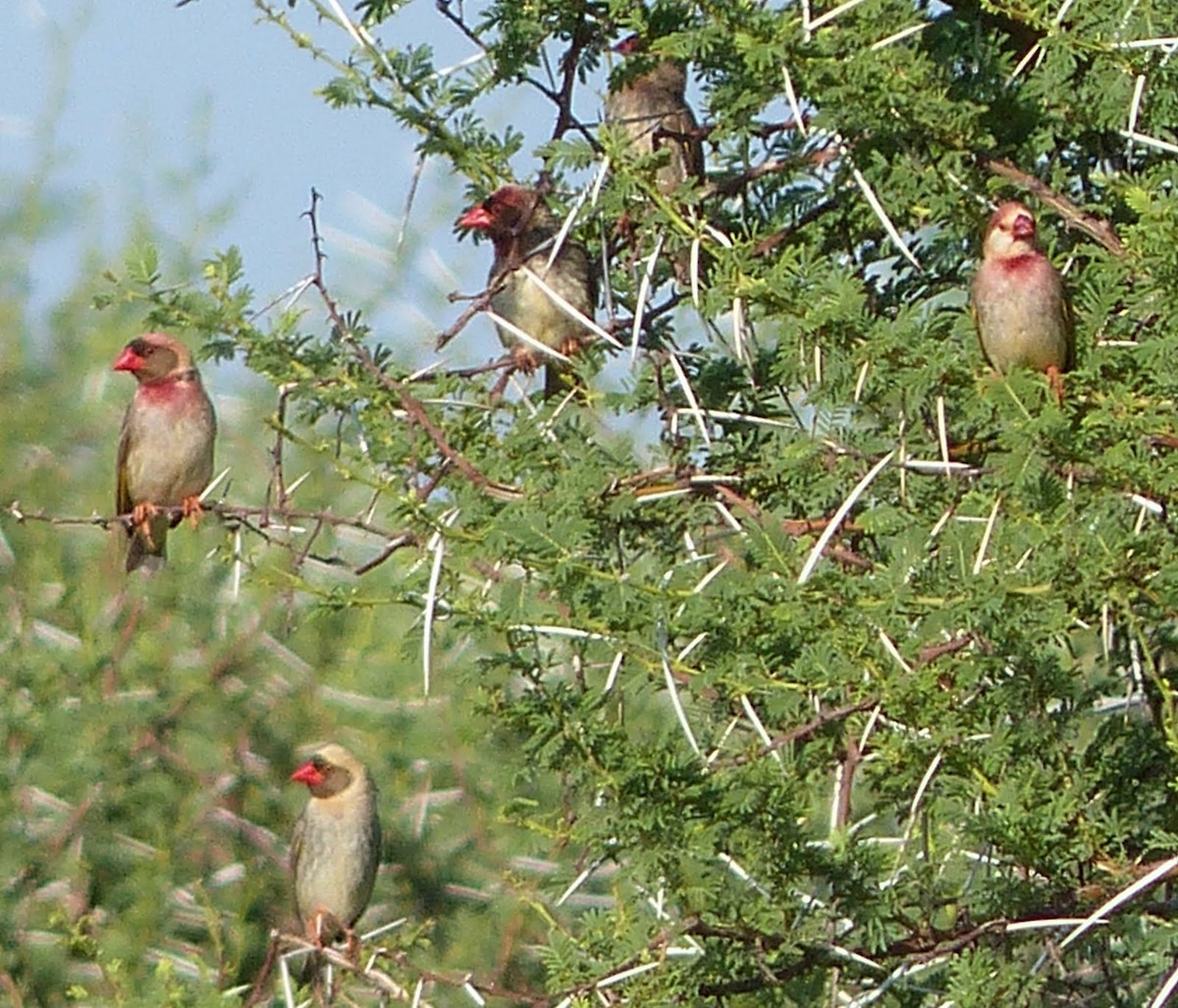 Red-billed Quelea - Andy Frank