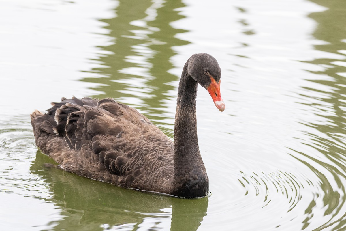 Black Swan - ML550871131