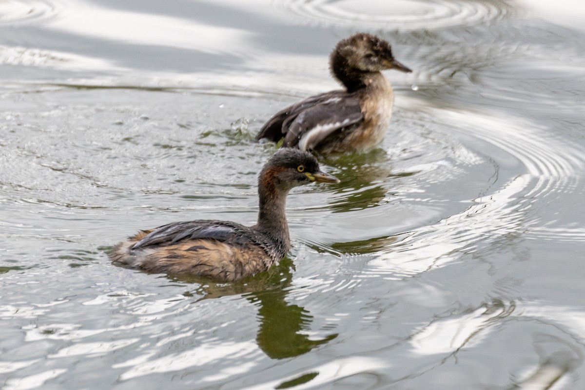 Australasian Grebe - ML550871511