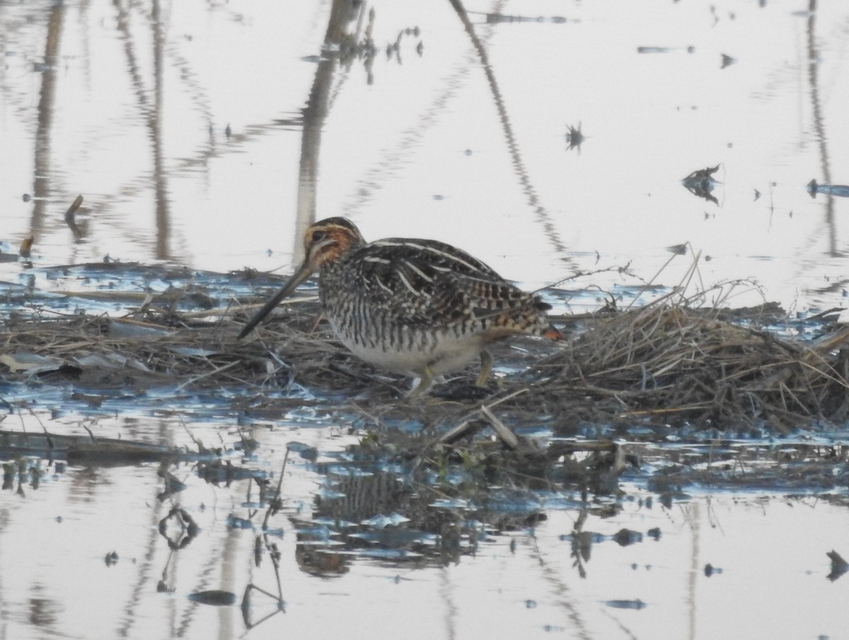 Wilson's Snipe - ML550872011