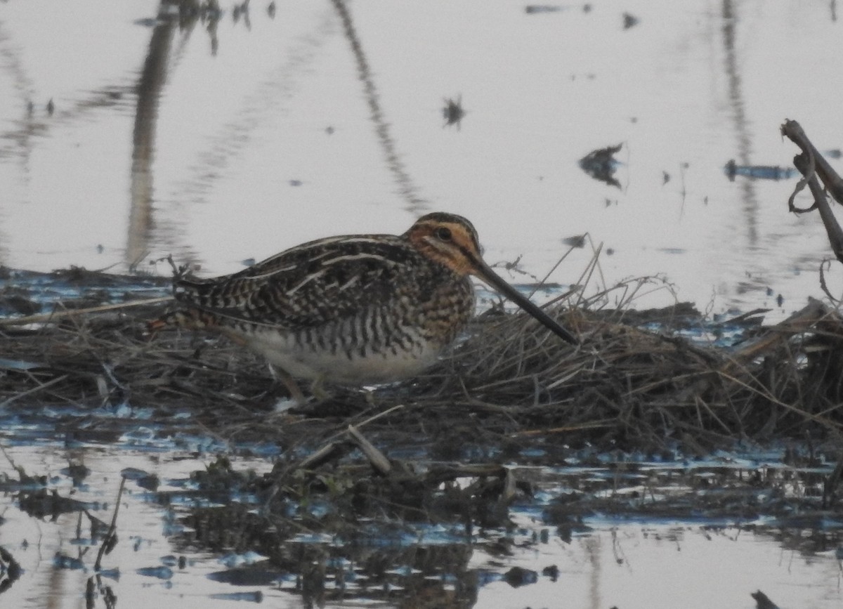 Wilson's Snipe - ML550872031