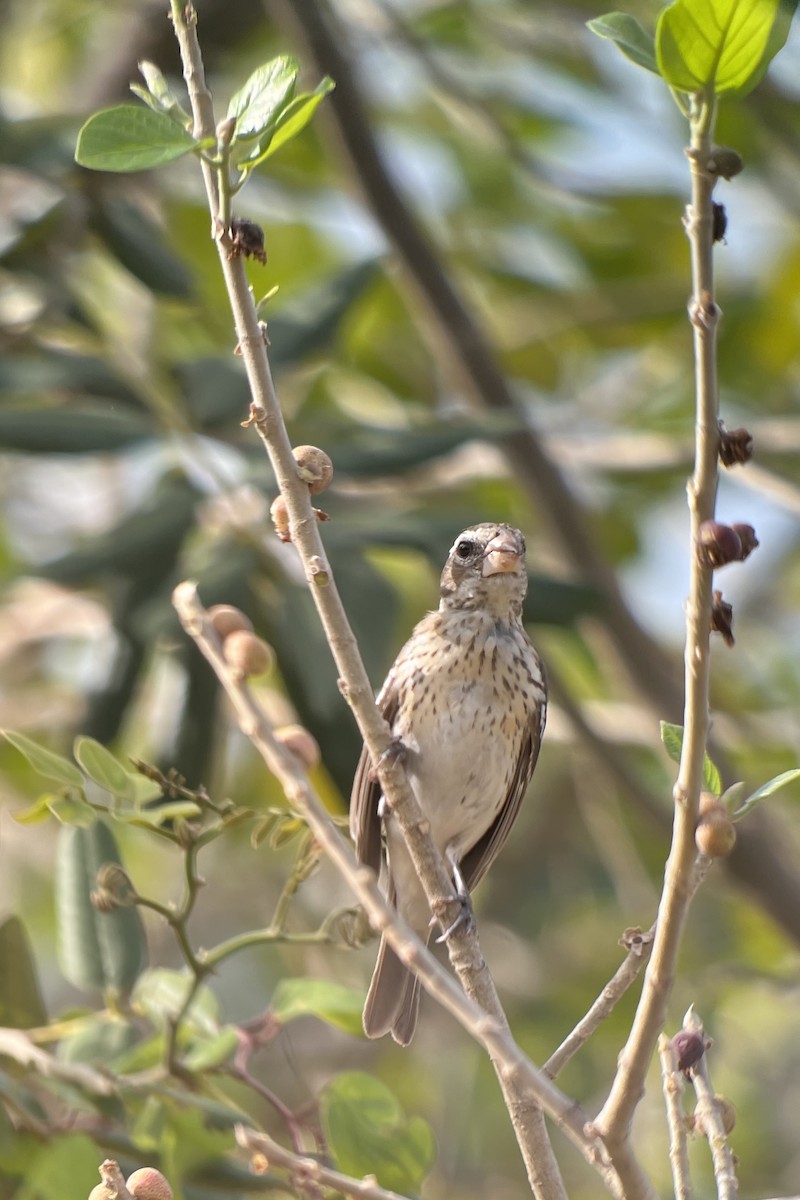 Rose-breasted Grosbeak - ML550872341