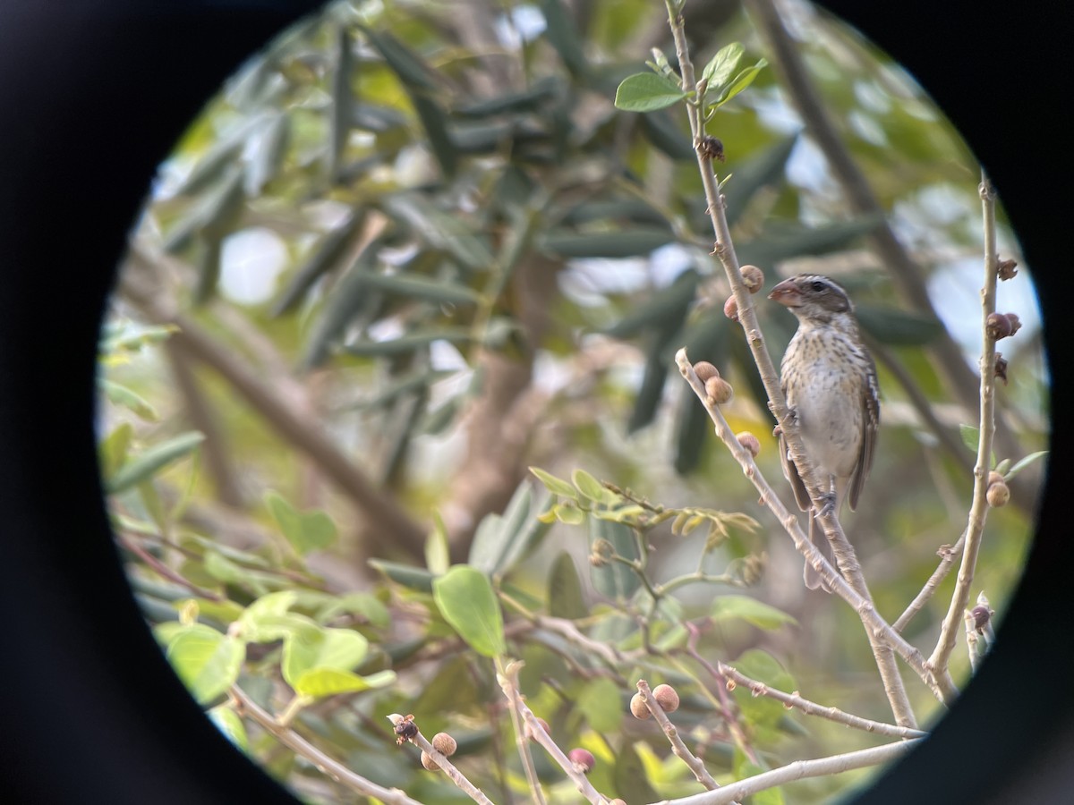 Rose-breasted Grosbeak - Mattie Xoxo