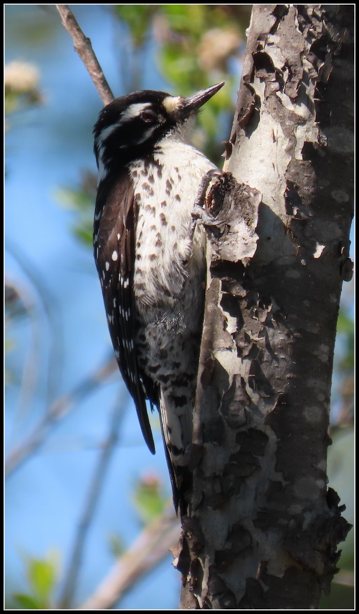 Nuttall's Woodpecker - ML550873991