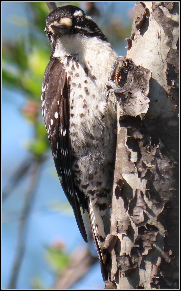 Nuttall's Woodpecker - ML550874001