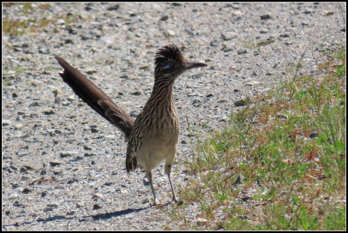 Greater Roadrunner - ML550874131