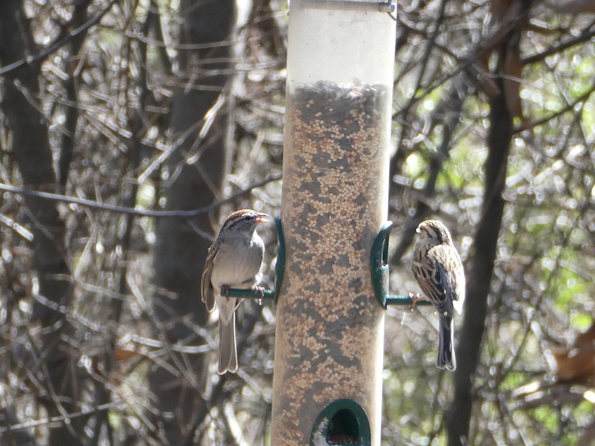 Chipping Sparrow - ML550874541