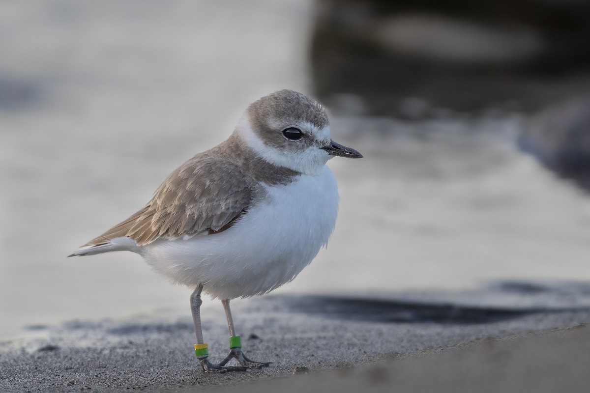 Snowy Plover - ML550875261