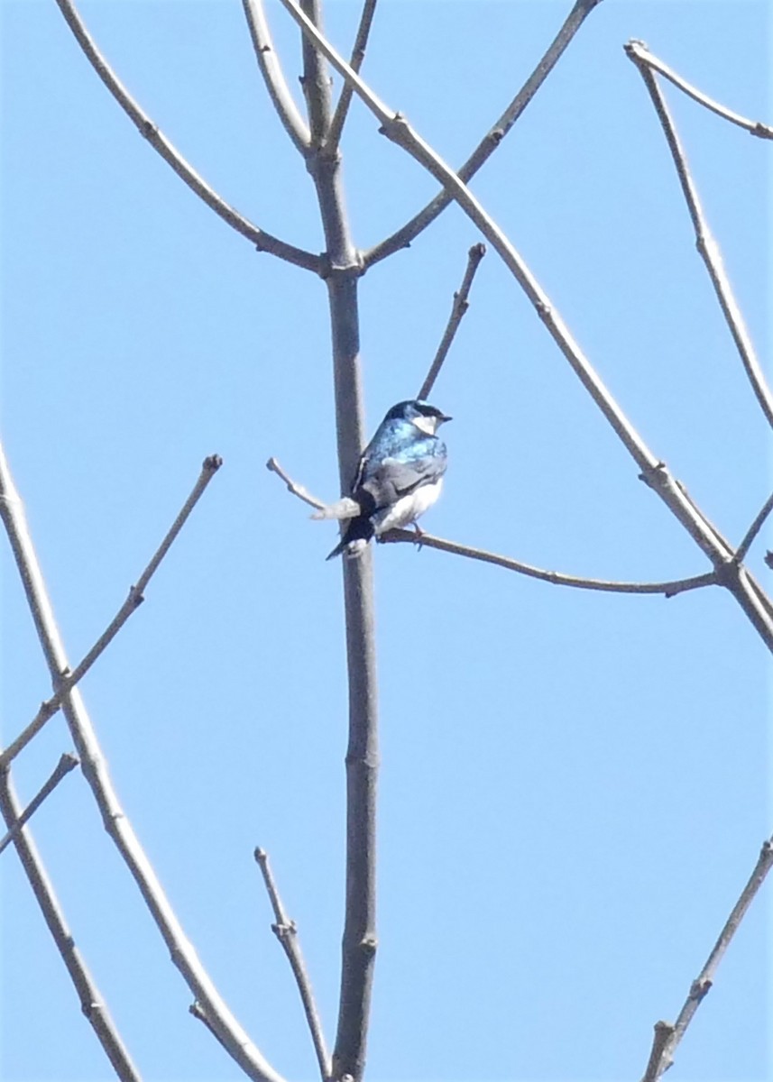 Tree Swallow - ML55087621