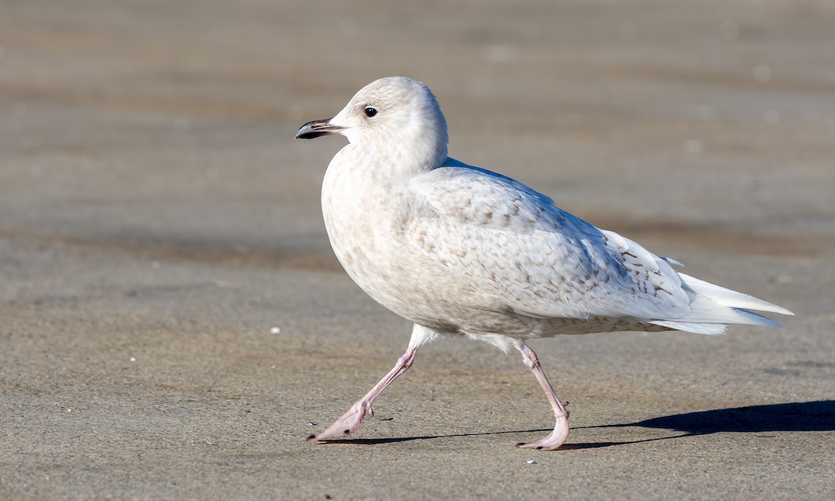 Iceland Gull - ML550878131