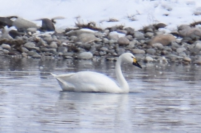 Tundra Swan (Bewick's) - ML550878171