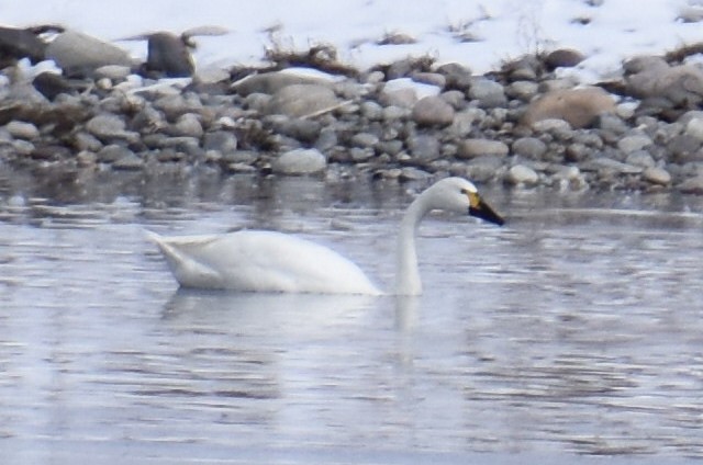 Tundra Swan (Bewick's) - ML550878181