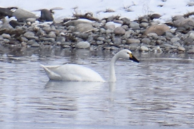 labuť malá (ssp. bewickii) - ML550878181