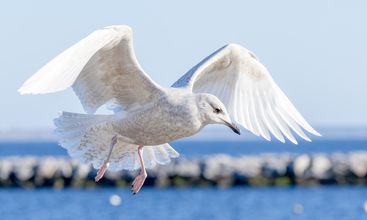 Iceland Gull - ML550878201