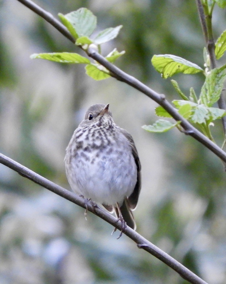 Hermit Thrush - ML550878251