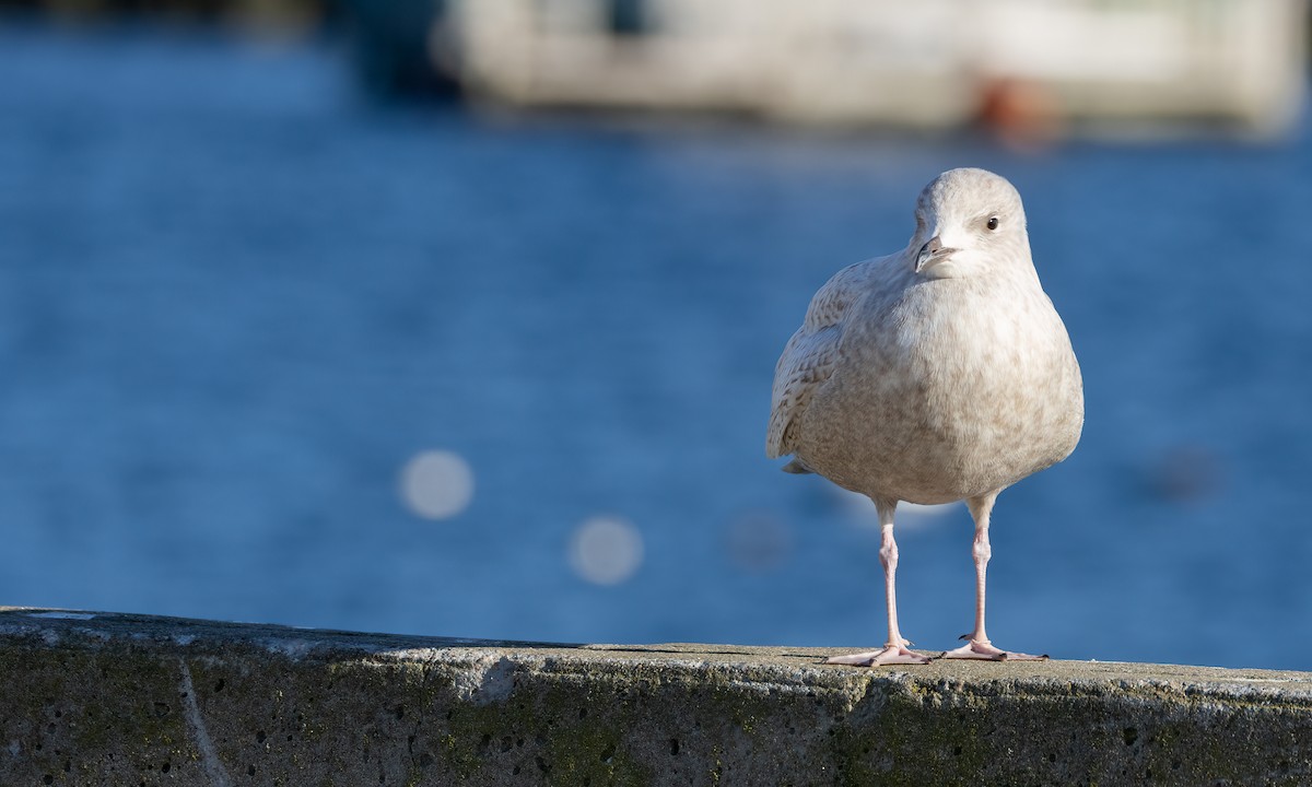 Iceland Gull - ML550878311