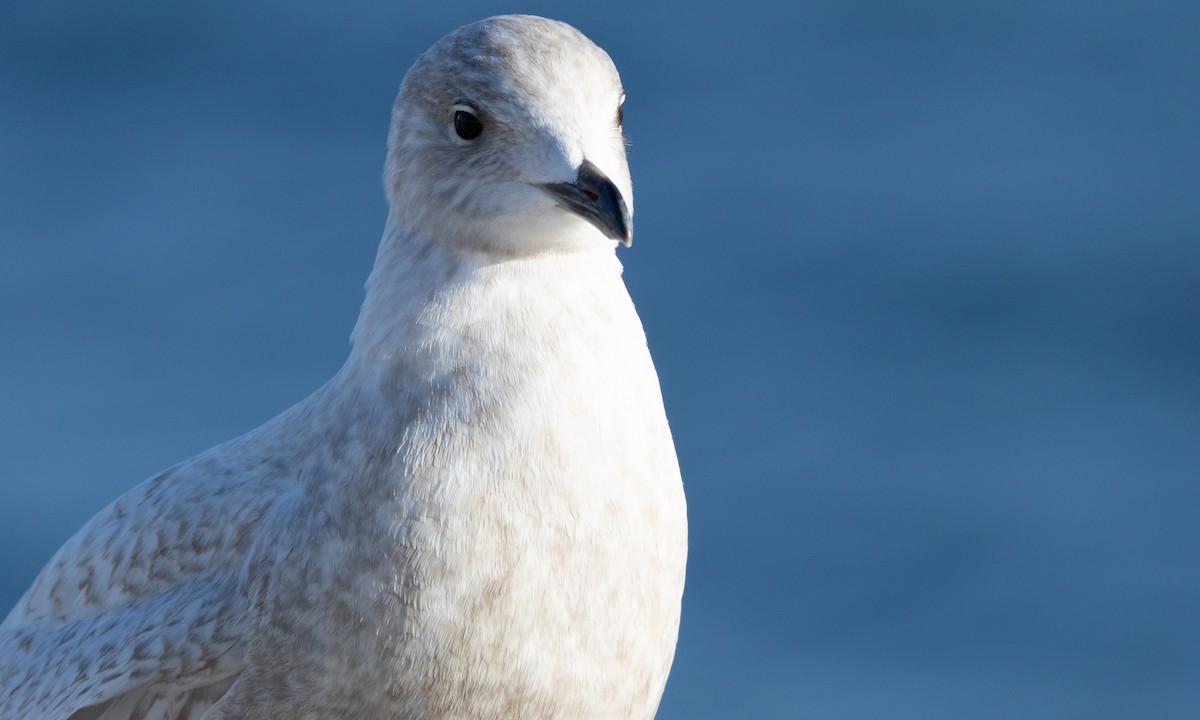 Iceland Gull - ML550878381