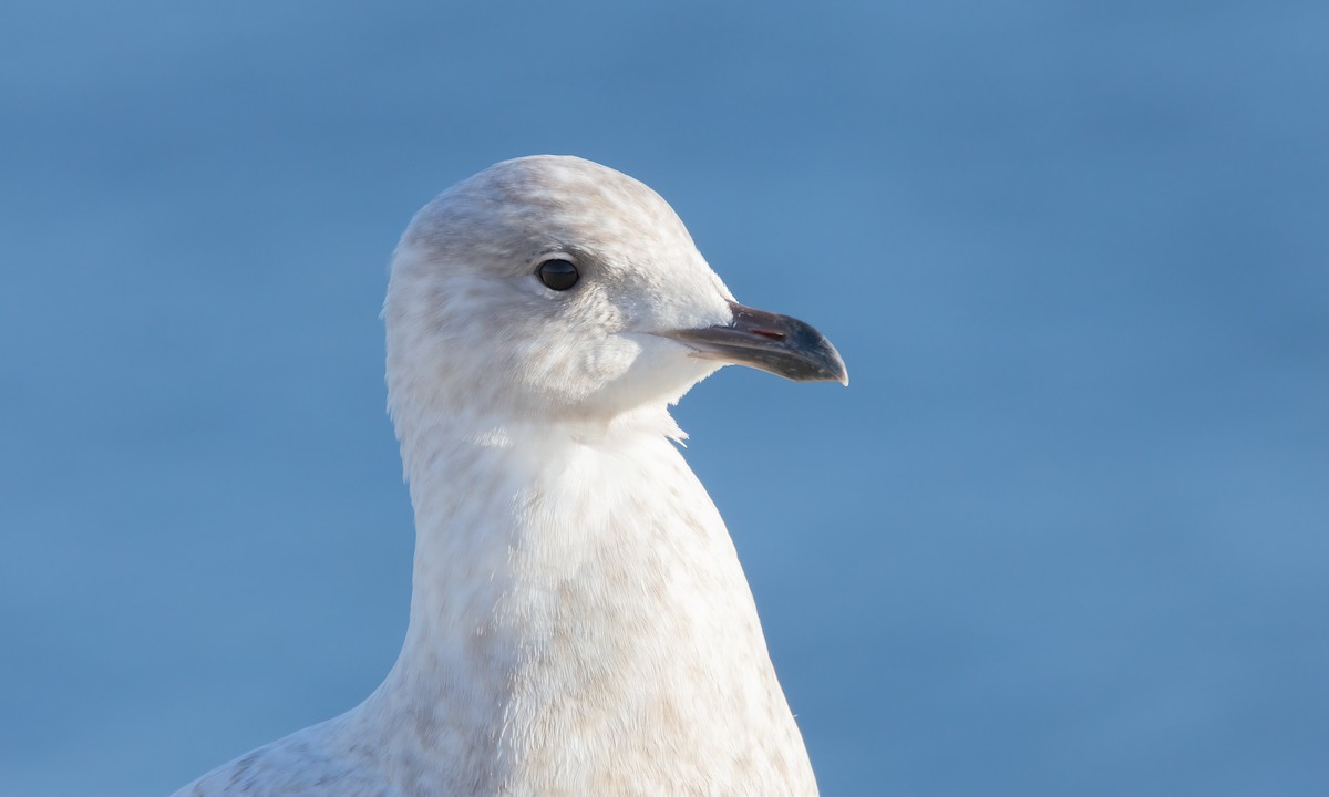 Iceland Gull - ML550878391