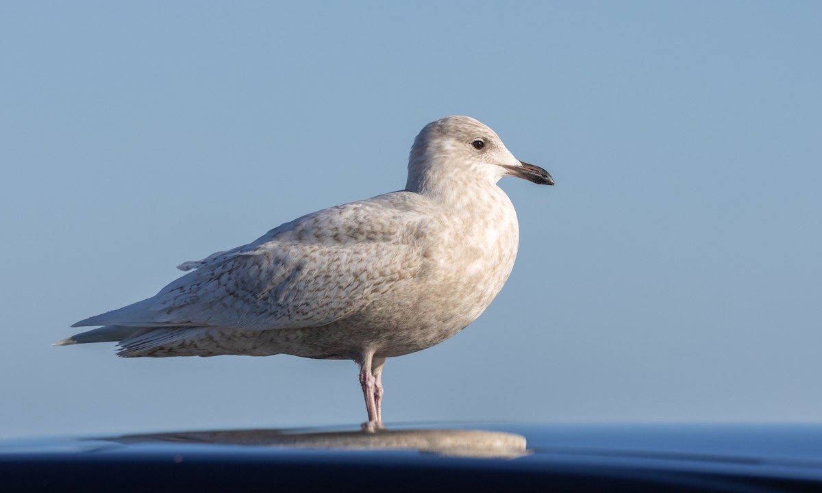 Iceland Gull - ML550878421