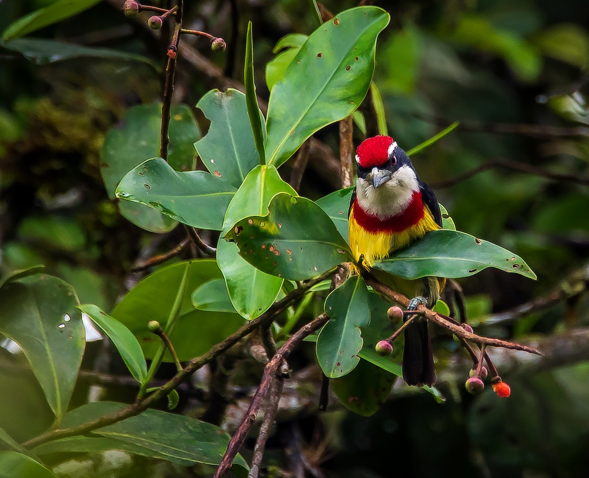 Scarlet-banded Barbet - José Antonio Padilla Reyes