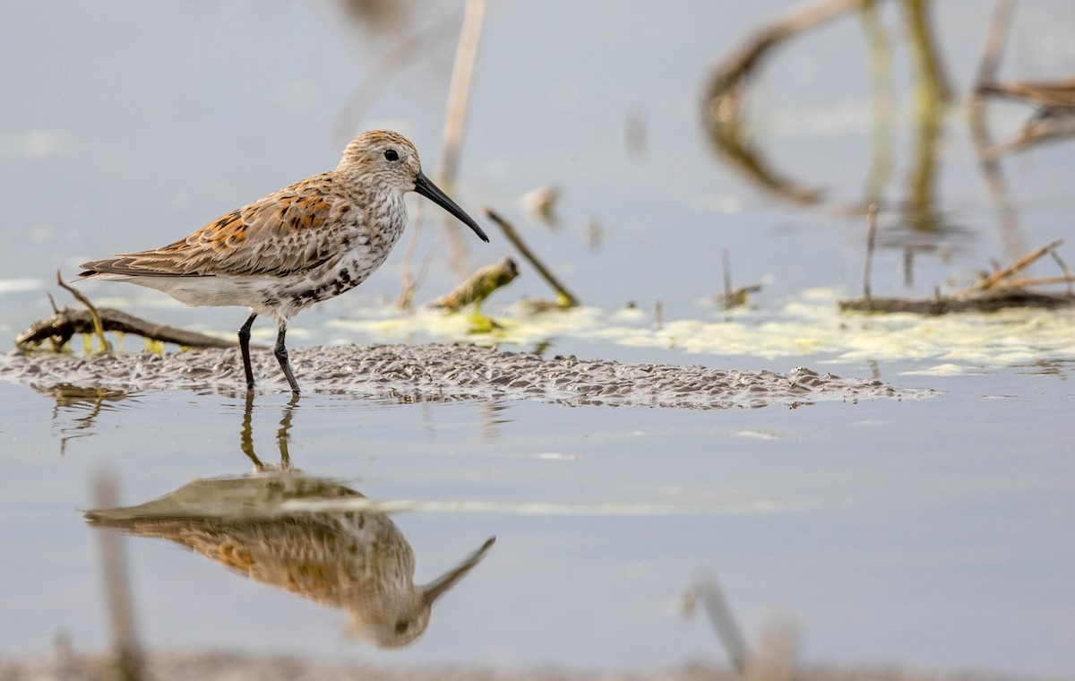 Dunlin - Jeff Timmons